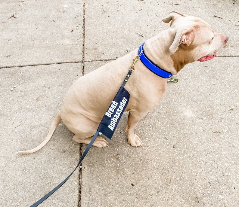 Bully Breed Ambassador