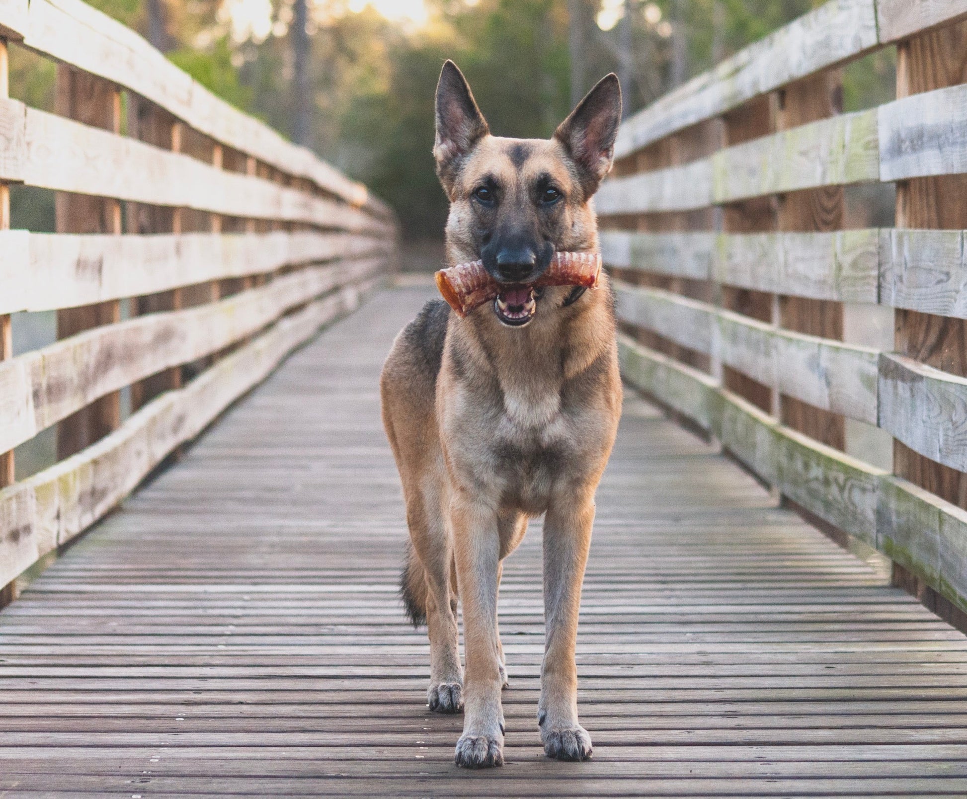 Beef Trachea (Grass Fed & Finished) - Doot's Pet LLC Collars For A Cause