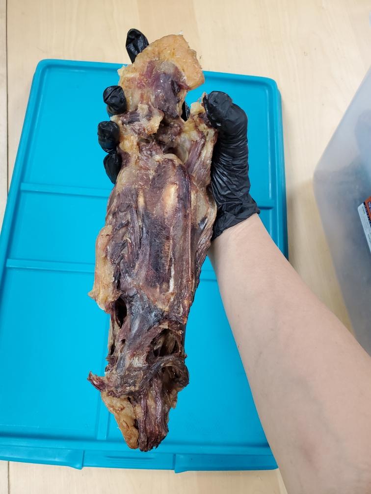 Duck Frames (ABF) - Doot's Pet LLC Collars For A Cause