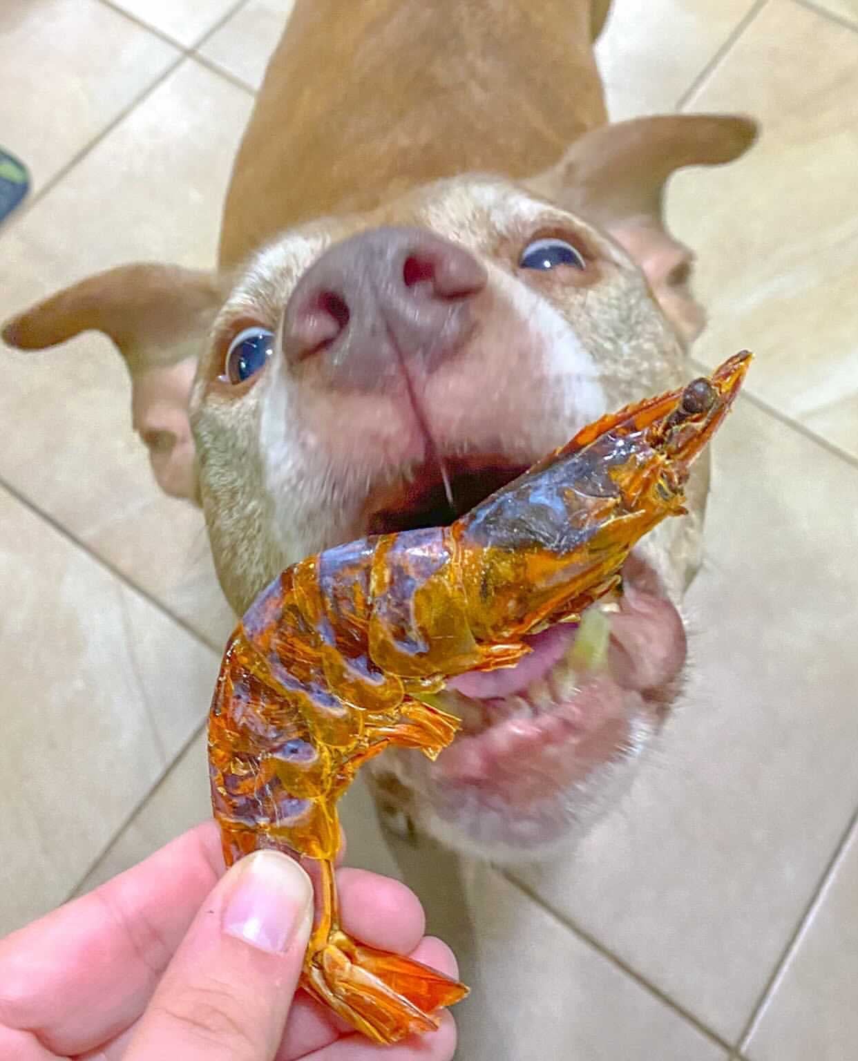 Shrimp - Doot's Pet LLC Collars For A Cause