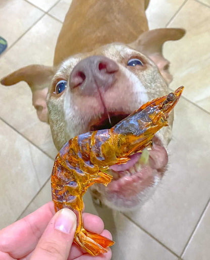 Shrimp - Doot's Pet LLC Collars For A Cause