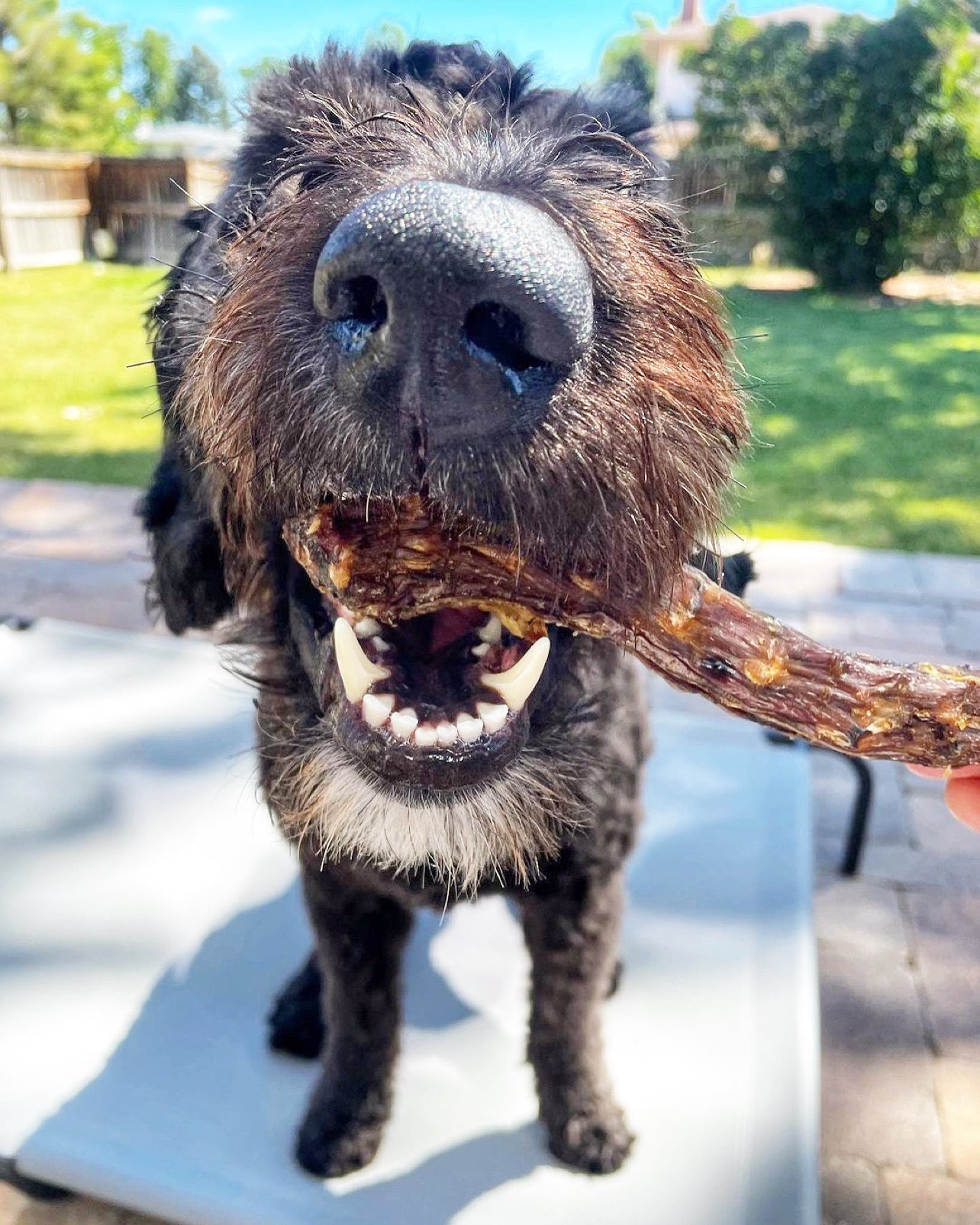 Duck Necks - Doot's Pet LLC Collars For A Cause