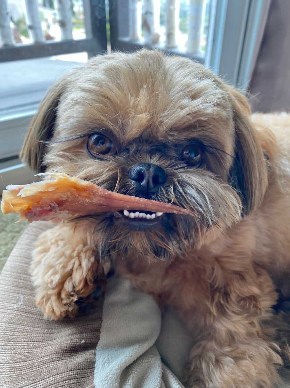 Pig Ears - Doot's Pet LLC Collars For A Cause