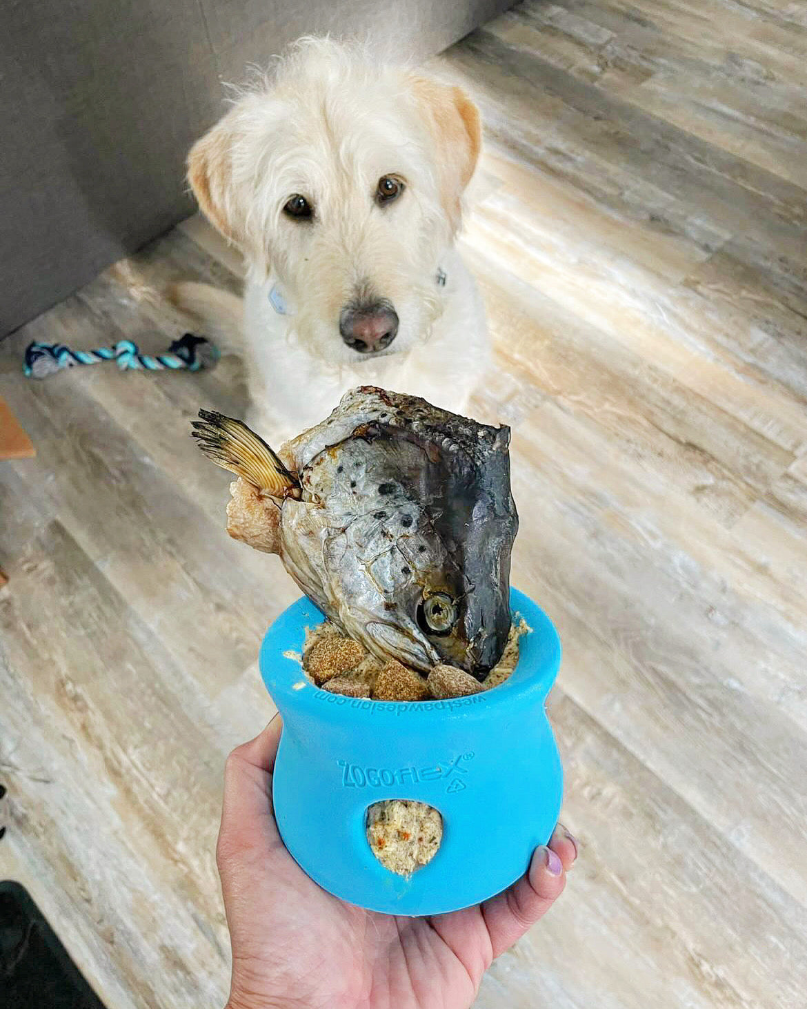 Salmon Head (2 Halves) - Doot's Pet LLC Collars For A Cause