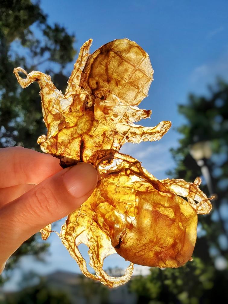 Baby Octopus (Wild Caught) - Doot's Pet LLC Collars For A Cause