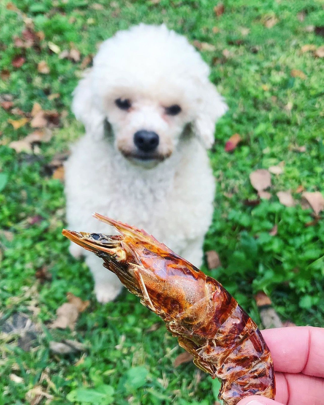 Shrimp - Doot's Pet LLC Collars For A Cause