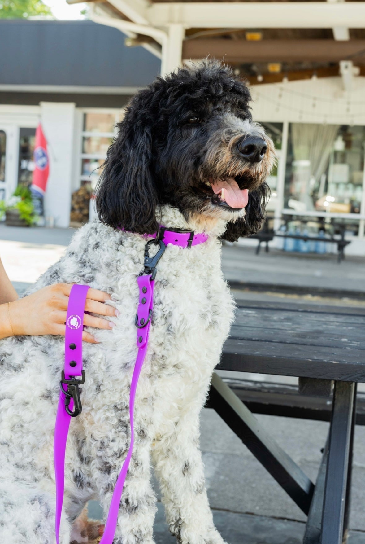 The Modern Dog Company - Electric Fuchsia Collar (Weather + Odor Resistant) - Doot's Pet LLC Collars For A Cause