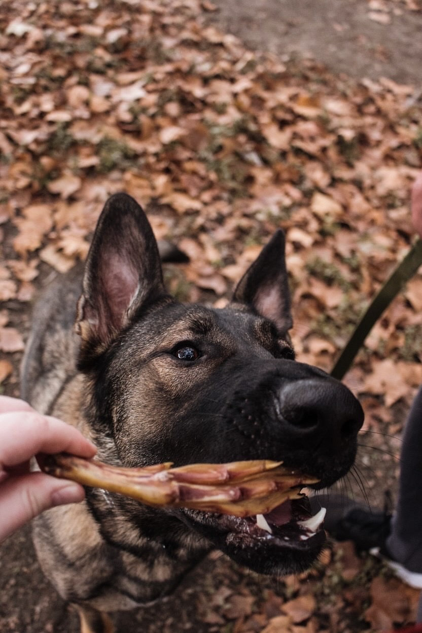 Duck Feet (ABF) - Doot's Pet LLC Collars For A Cause