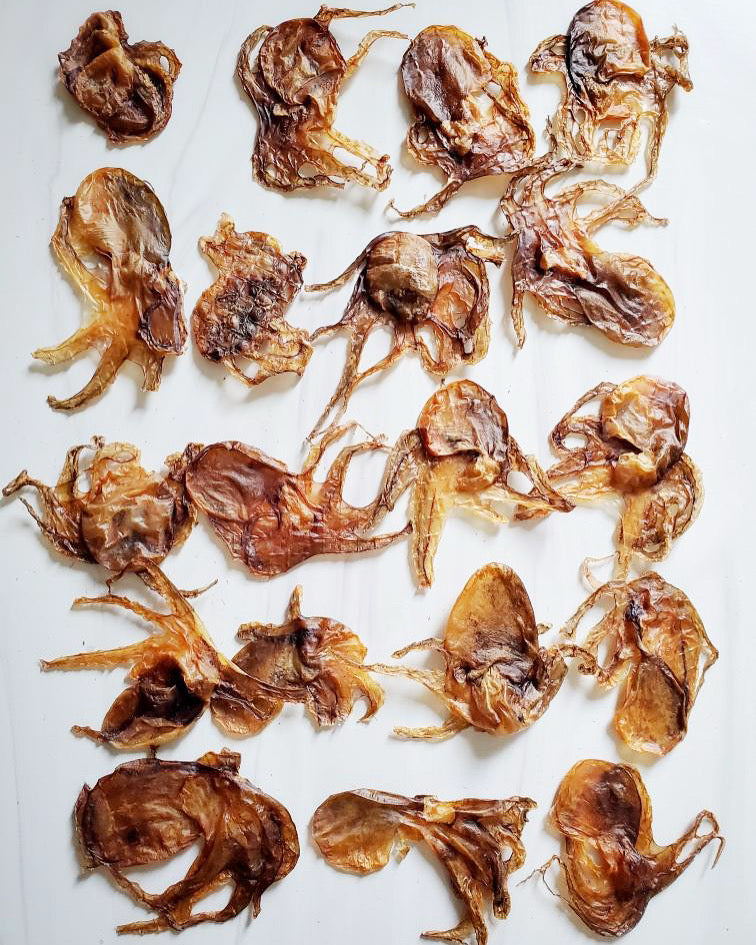 Baby Octopus (Wild Caught) - Doot's Pet LLC Collars For A Cause