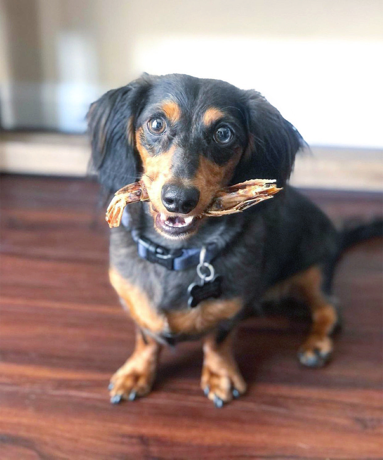 Shrimp - Doot's Pet LLC Collars For A Cause