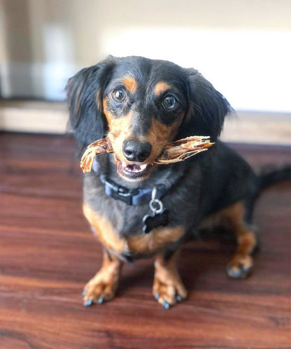 Shrimp - Doot's Pet LLC Collars For A Cause