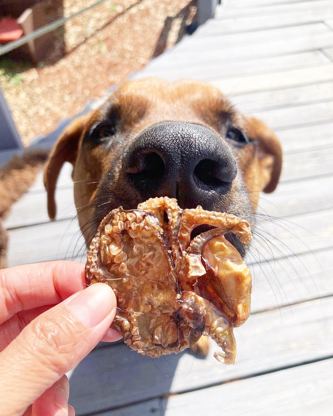 Baby Octopus (Wild Caught) - Doot's Pet LLC Collars For A Cause