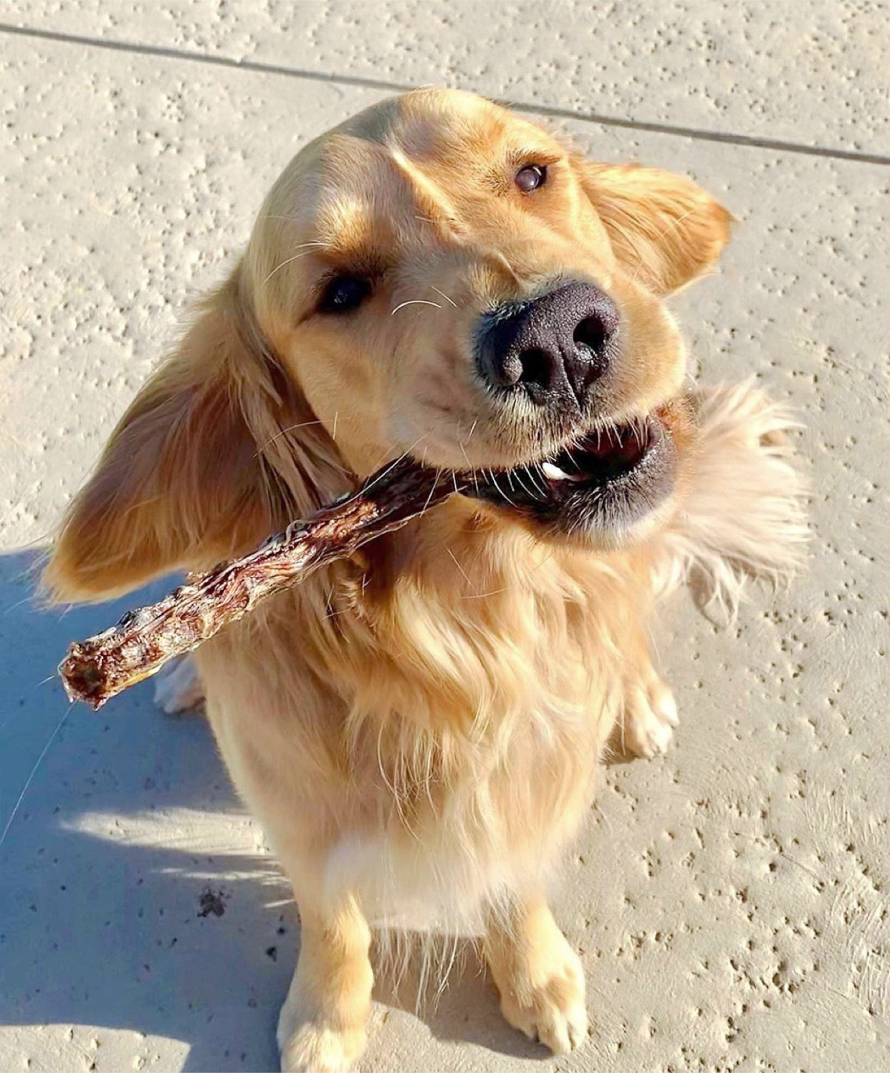 Duck Necks - Doot's Pet LLC Collars For A Cause