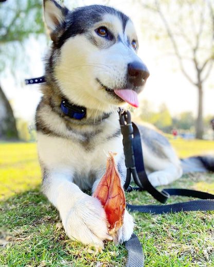 Pig Ears - Doot's Pet LLC Collars For A Cause