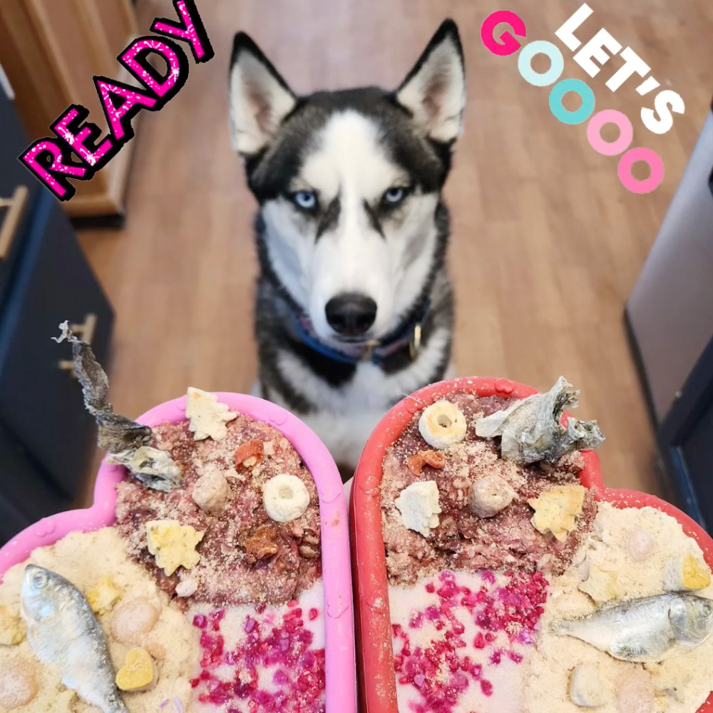 FreezHeart - Durable Heart Enrichment Chew - Doot's Pet LLC Collars For A Cause