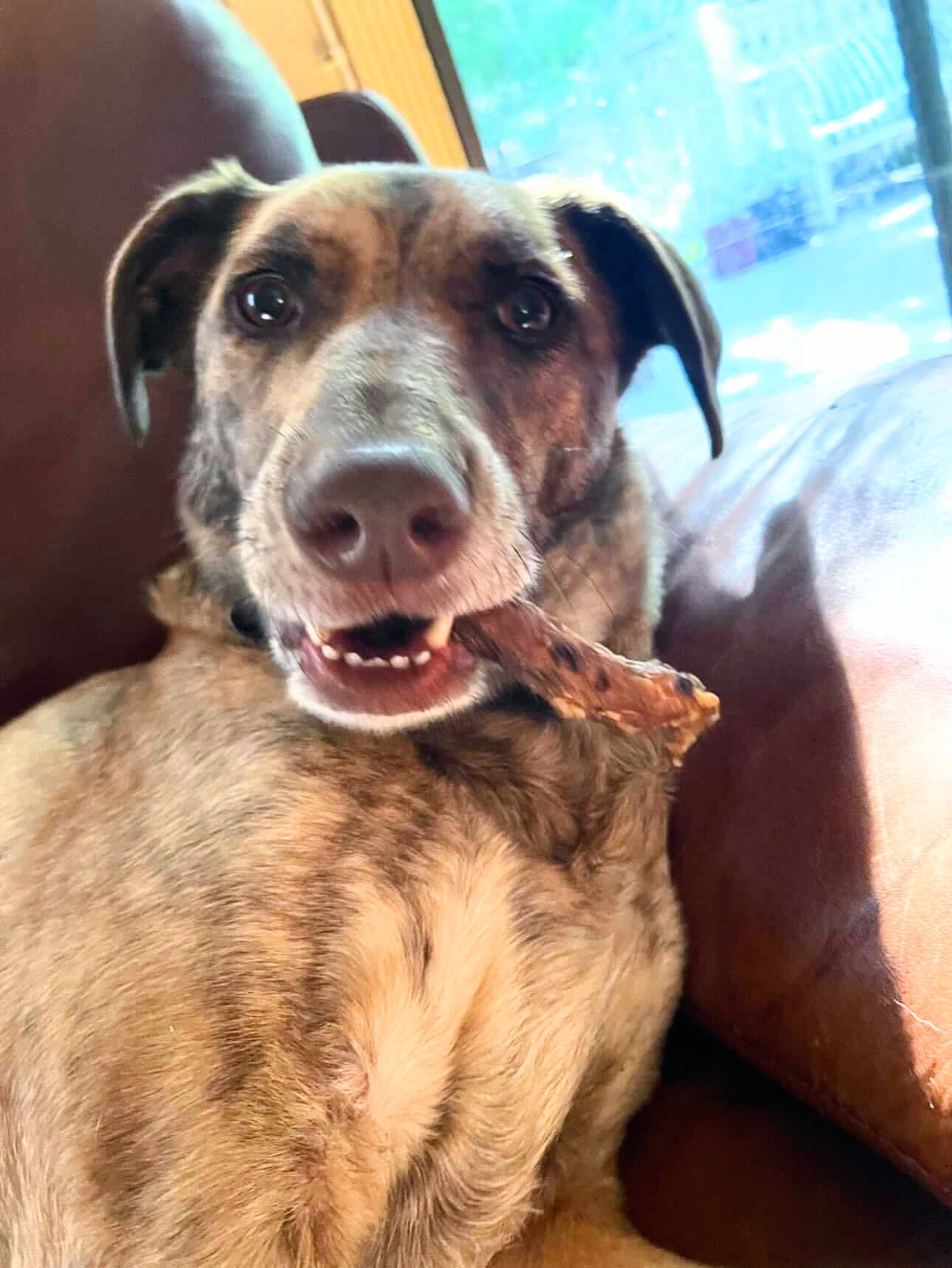 Chicken Necks - Doot's Pet LLC Collars For A Cause