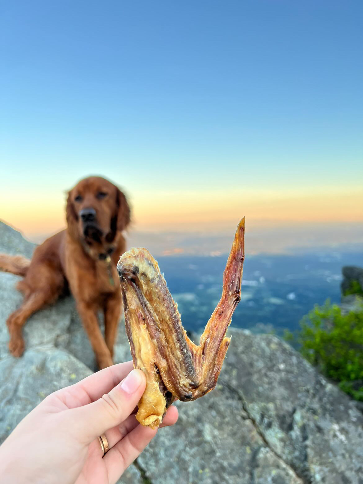 Duck Wings (ABF) - Doot's Pet LLC Collars For A Cause