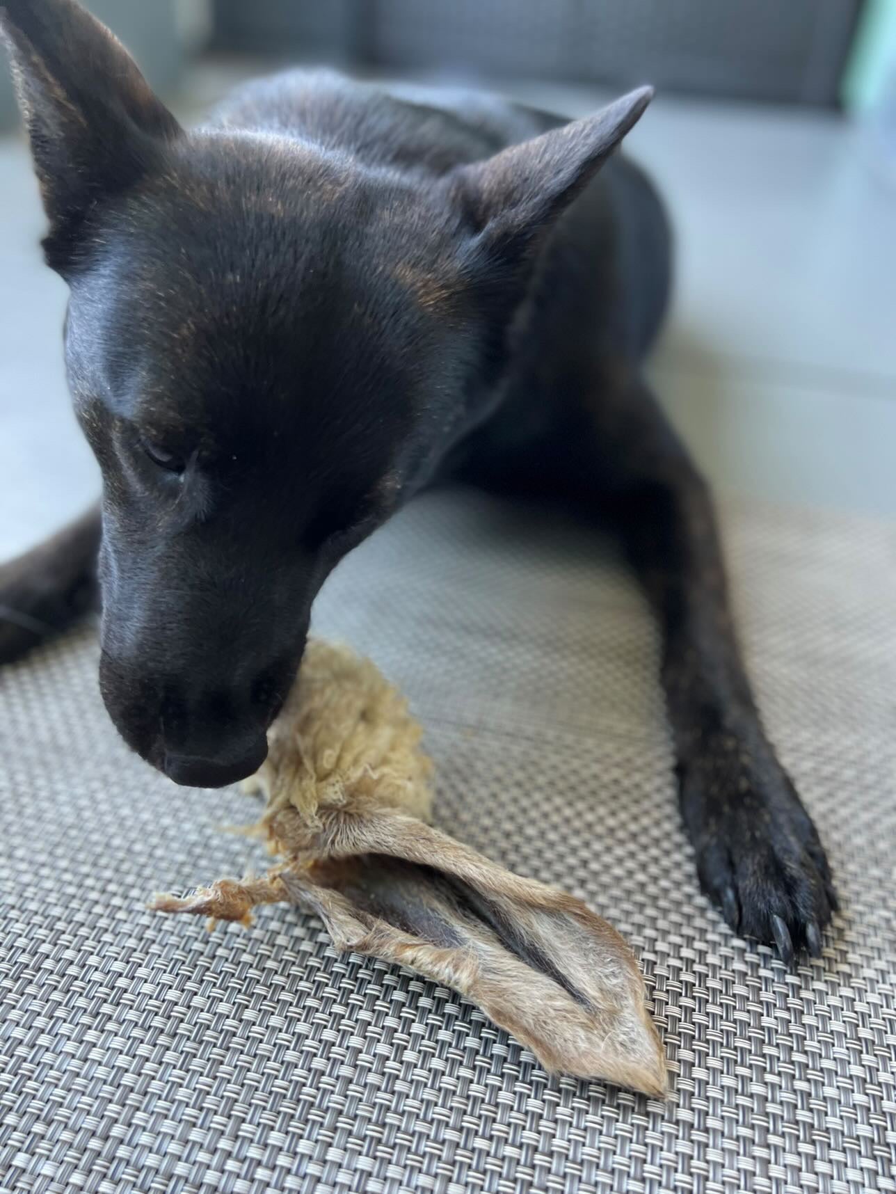 Lamb Ears (Furry & Non Fur) - Doot's Pet LLC Collars For A Cause