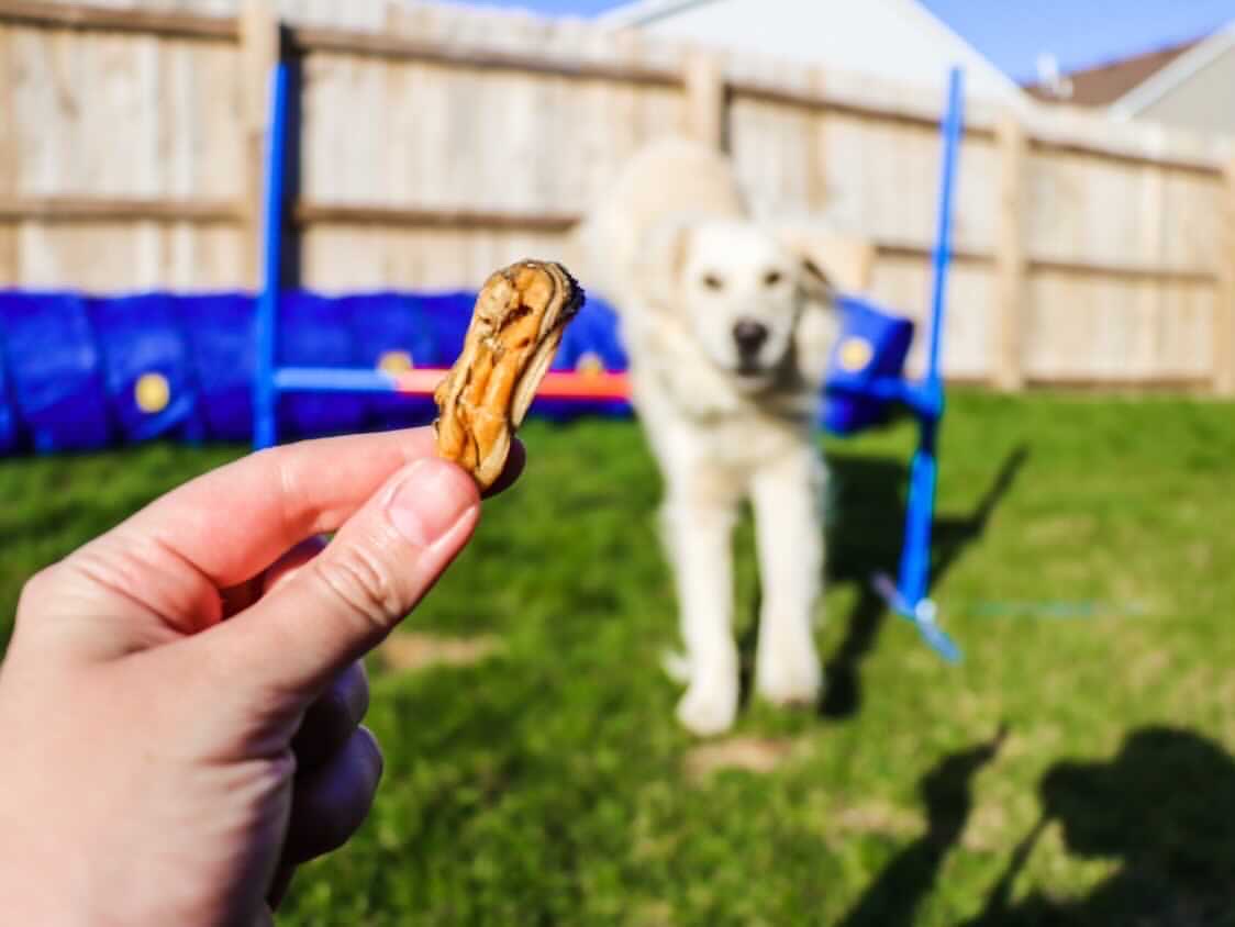 Green Lipped Mussels - Doot's Pet LLC Collars For A Cause