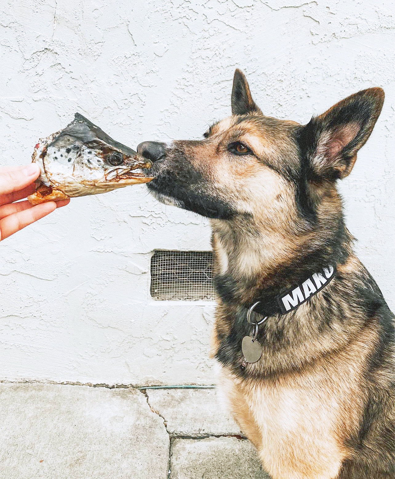 Salmon Head (2 Halves) - Doot's Pet LLC Collars For A Cause