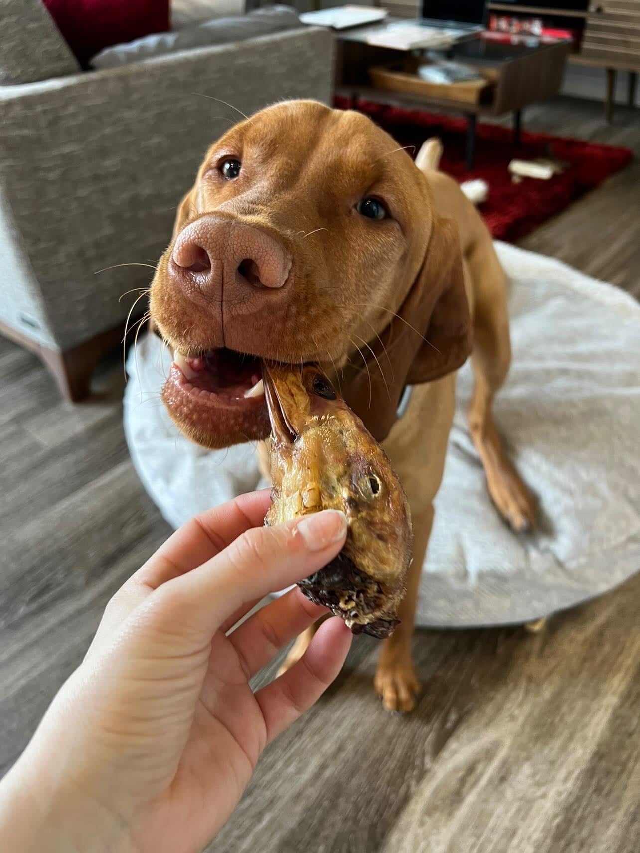 Duck Heads (ABF) - Doot's Pet LLC Collars For A Cause