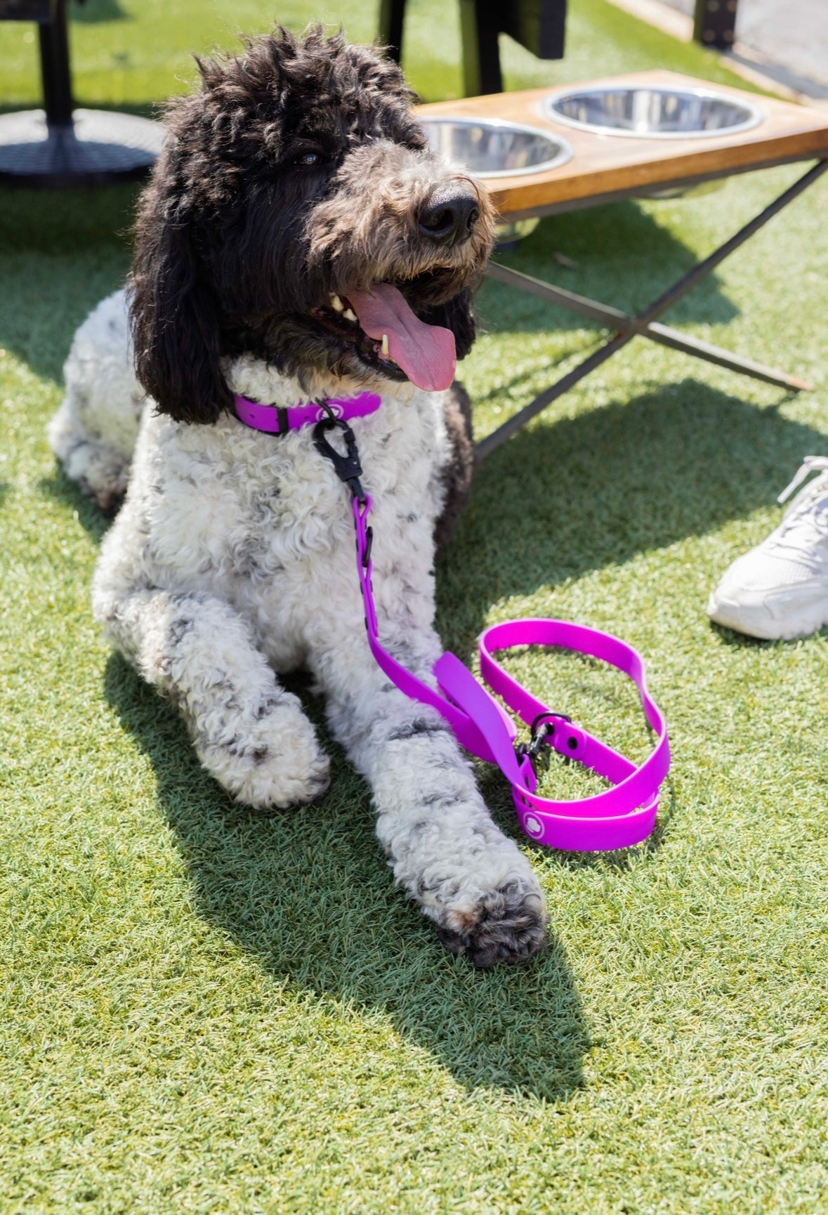 The Modern Dog Company - Electric Fuchsia Collar (Weather + Odor Resistant) - Doot's Pet LLC Collars For A Cause