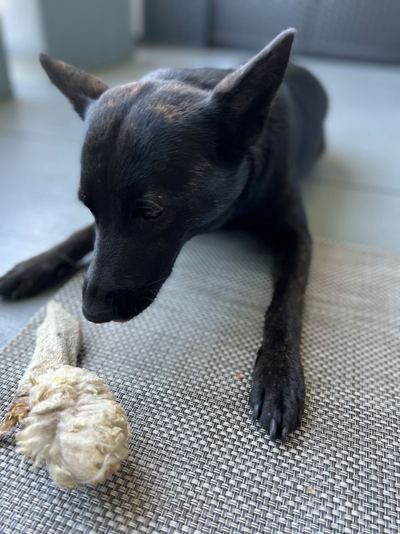 Lamb Ears (Furry & Non Fur) - Doot's Pet LLC Collars For A Cause