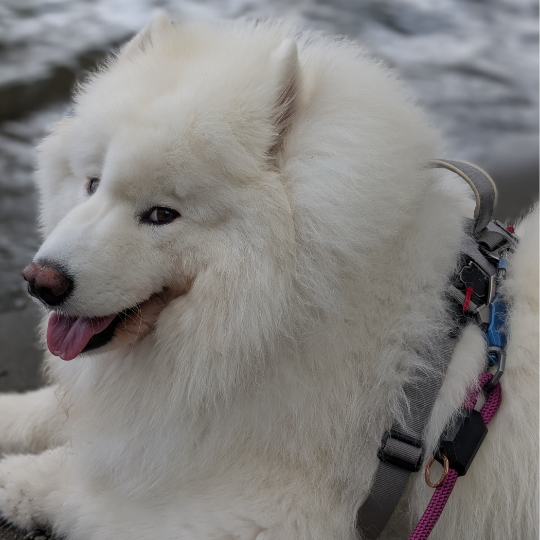 Patented Magnetic Dog Leash - Doot's Pet LLC Collars For A Cause