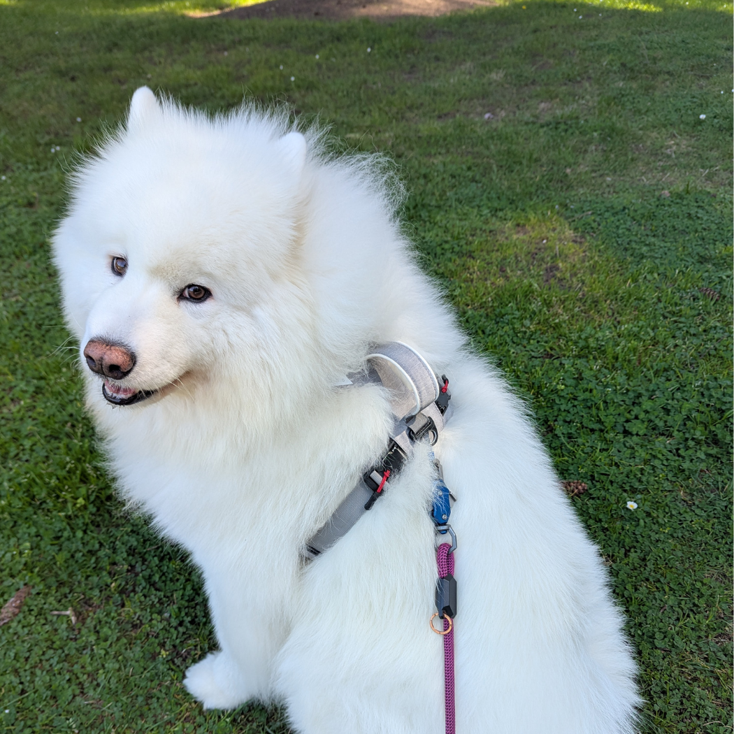 Magnetic Dog Harness - Doot's Pet LLC Collars For A Cause
