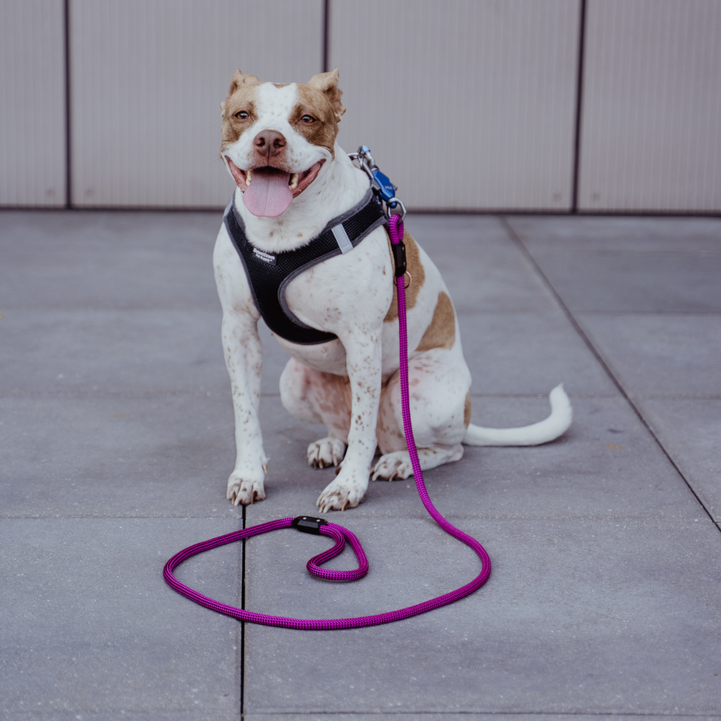 Patented Magnetic Dog Leash - Doot's Pet LLC Collars For A Cause