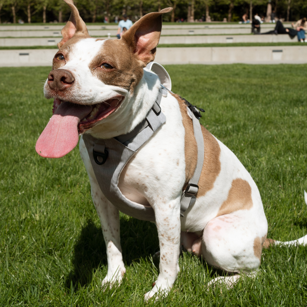 Magnetic Dog Harness - Doot's Pet LLC Collars For A Cause