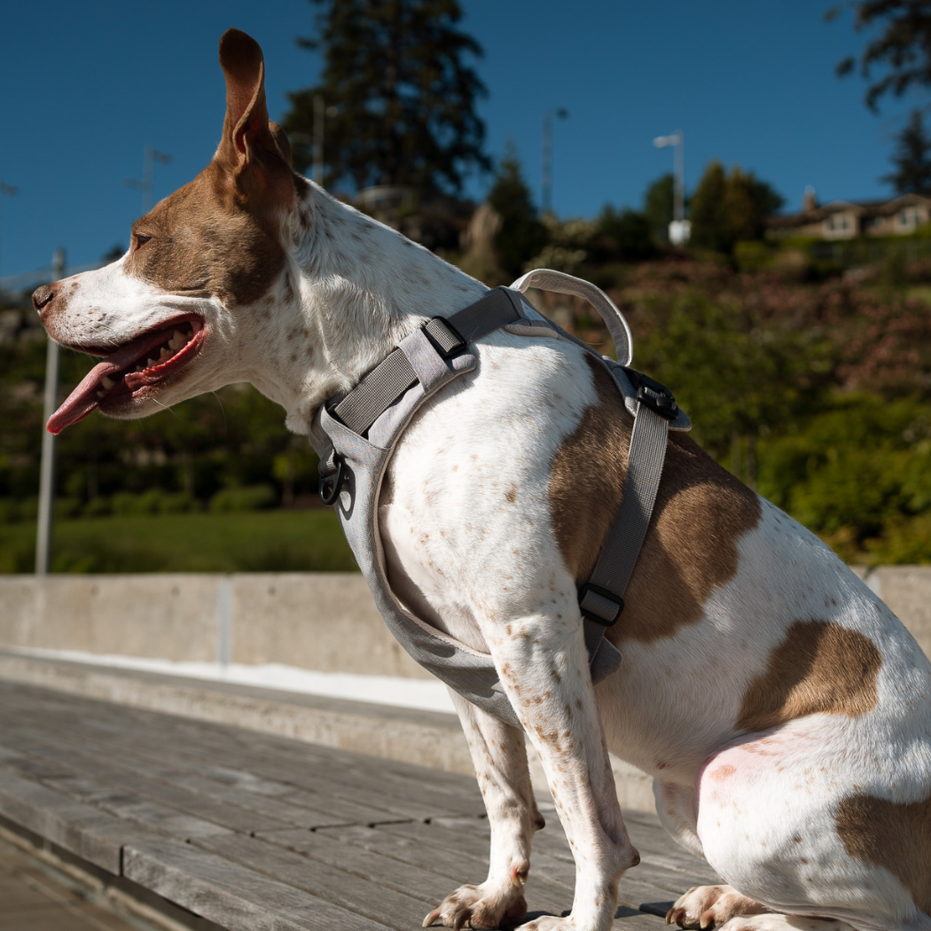 Magnetic Dog Harness - Doot's Pet LLC Collars For A Cause
