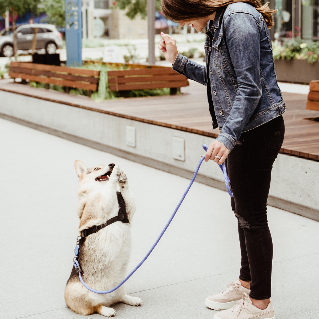 Patented Magnetic Dog Leash - Doot's Pet LLC Collars For A Cause
