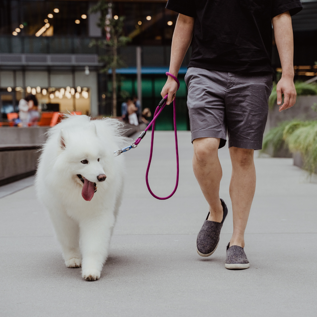 Patented Magnetic Dog Leash - Doot's Pet LLC Collars For A Cause