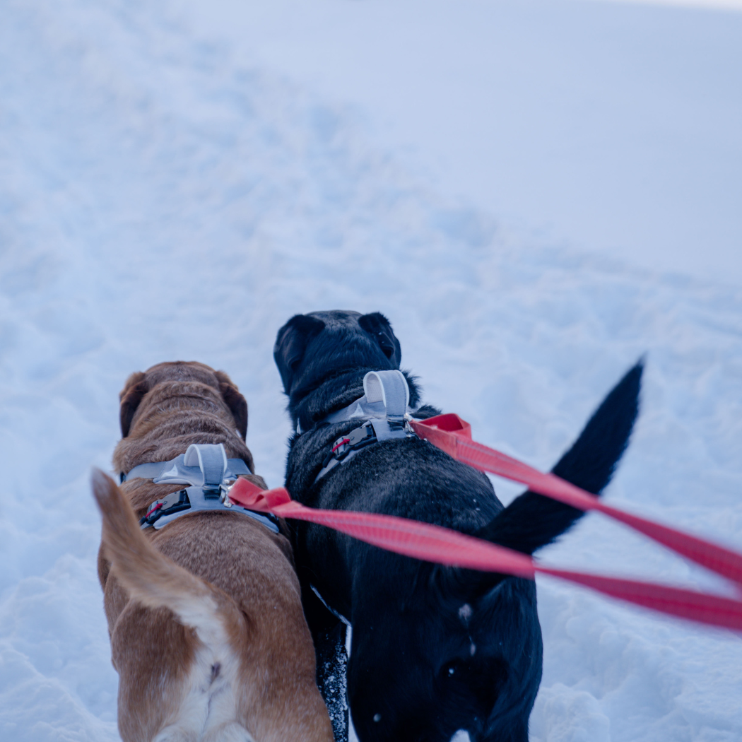 Magnetic Dog Harness - Doot's Pet LLC Collars For A Cause