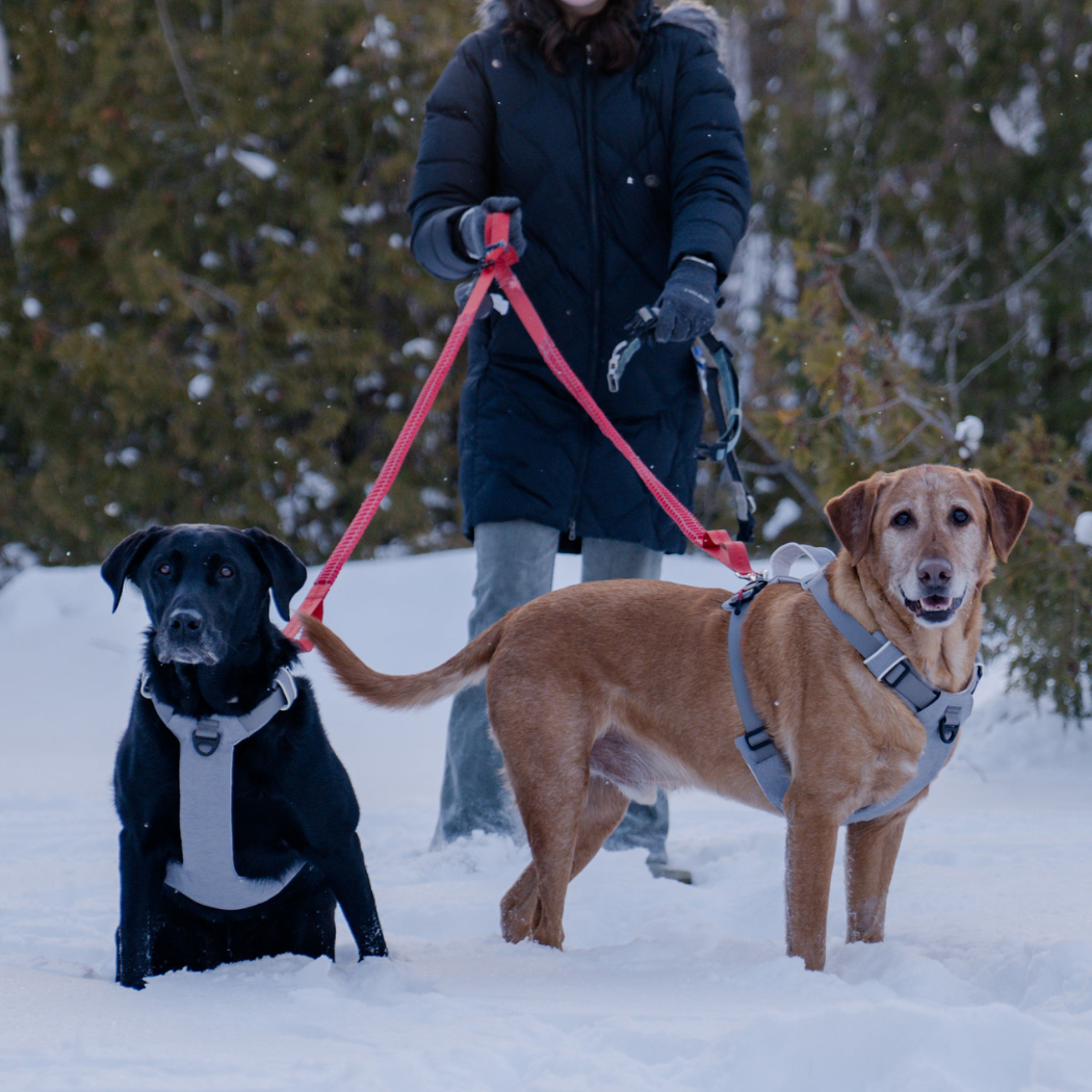 Magnetic Dog Harness - Doot's Pet LLC Collars For A Cause