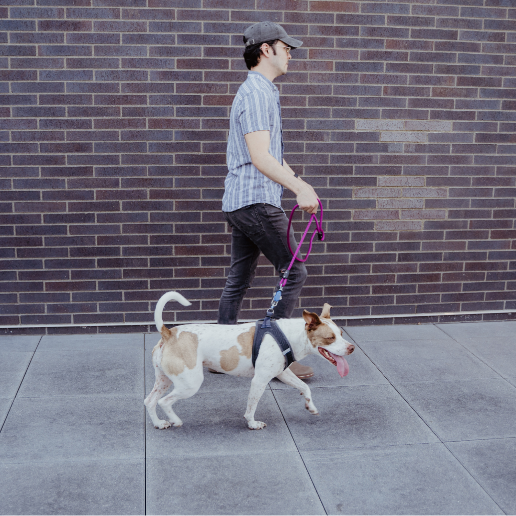 Patented Magnetic Dog Leash - Doot's Pet LLC Collars For A Cause