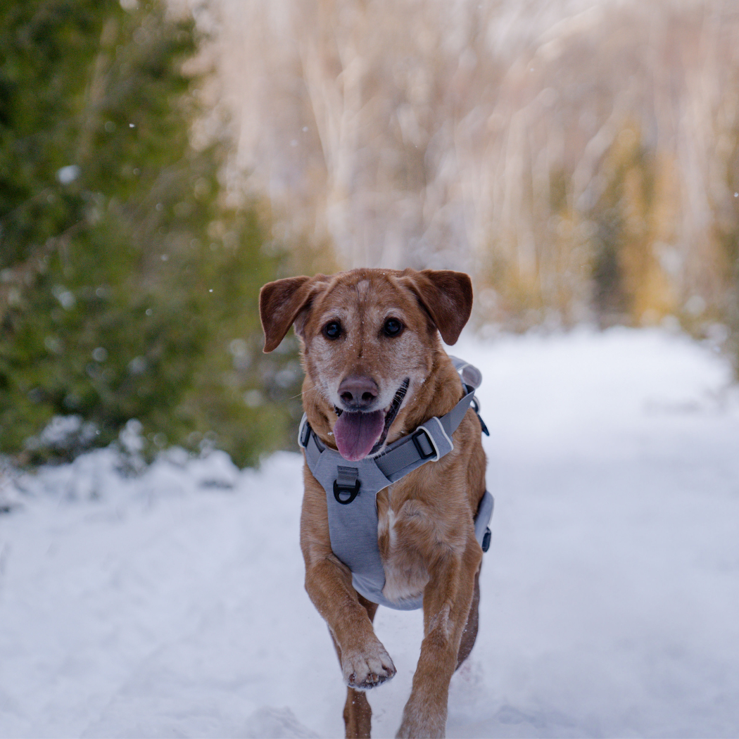 Magnetic Dog Harness - Doot's Pet LLC Collars For A Cause