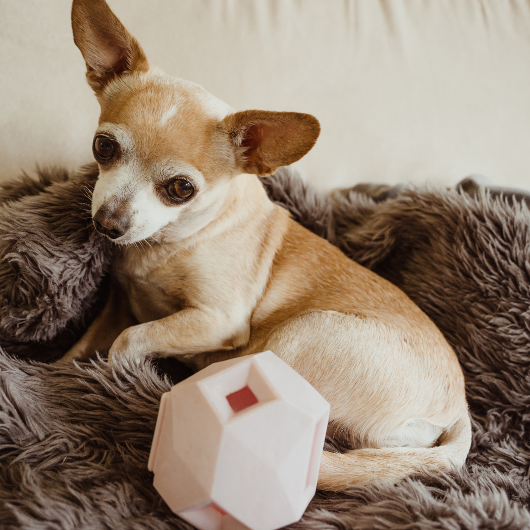 The Odin Treat Dispensing Toy For Dogs - Doot's Pet LLC Collars For A Cause
