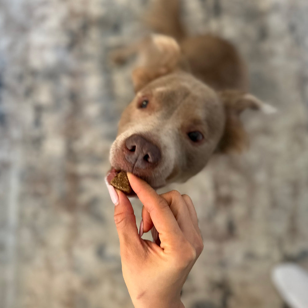 Hip & Joint Chews (90 Chews) - Doot's Pet LLC Collars For A Cause