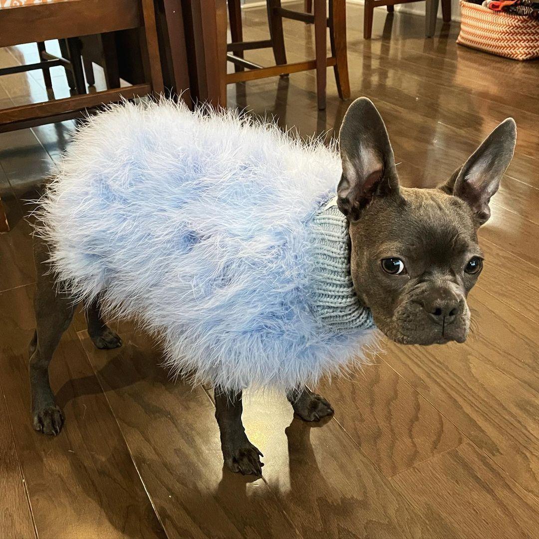 Haute Couture Feathered Luxury Pet Sweater - Doot's Pet LLC Collars For A Cause