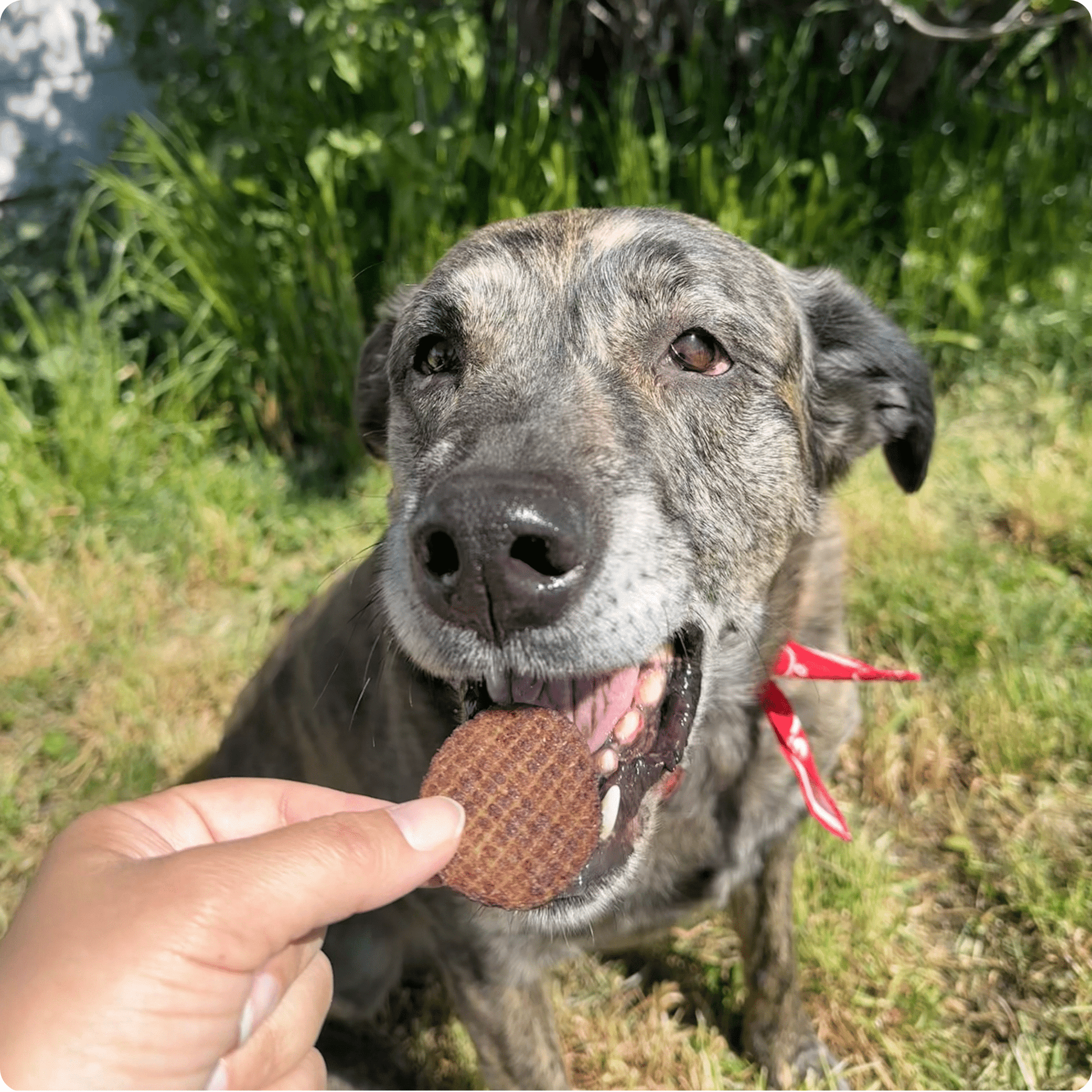 Beef Chips Dog Treats | Single-Ingredient Healthy Treats for Dogs - Doot's Pet LLC Collars For A Cause