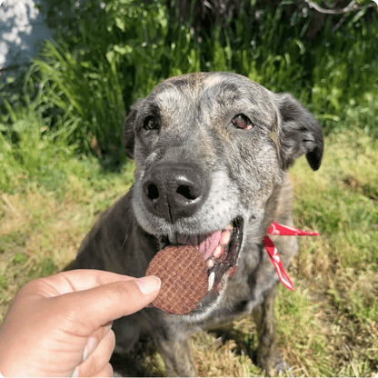 Beef Chips Dog Treats | Single-Ingredient Healthy Treats for Dogs - Doot's Pet LLC Collars For A Cause