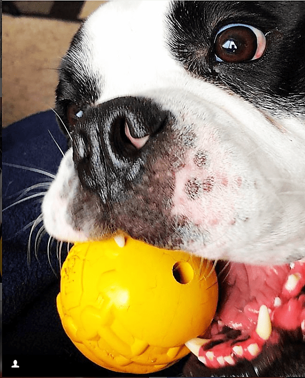 ID Ball Durable Rubber Chew Ball - Doot's Pet LLC Collars For A Cause