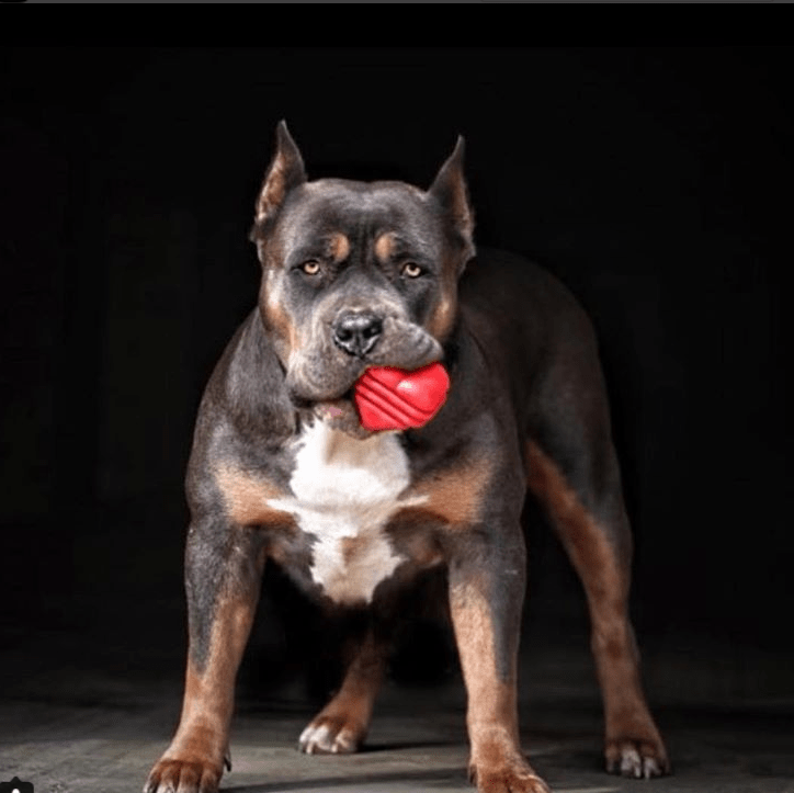 Large Rubber Heart on a String Toy - Doot's Pet LLC Collars For A Cause