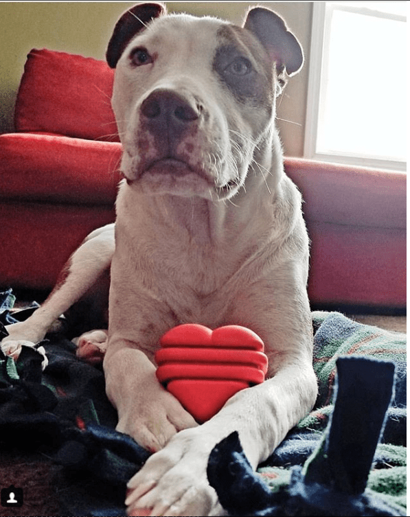 Large Rubber Heart on a String Toy - Doot's Pet LLC Collars For A Cause