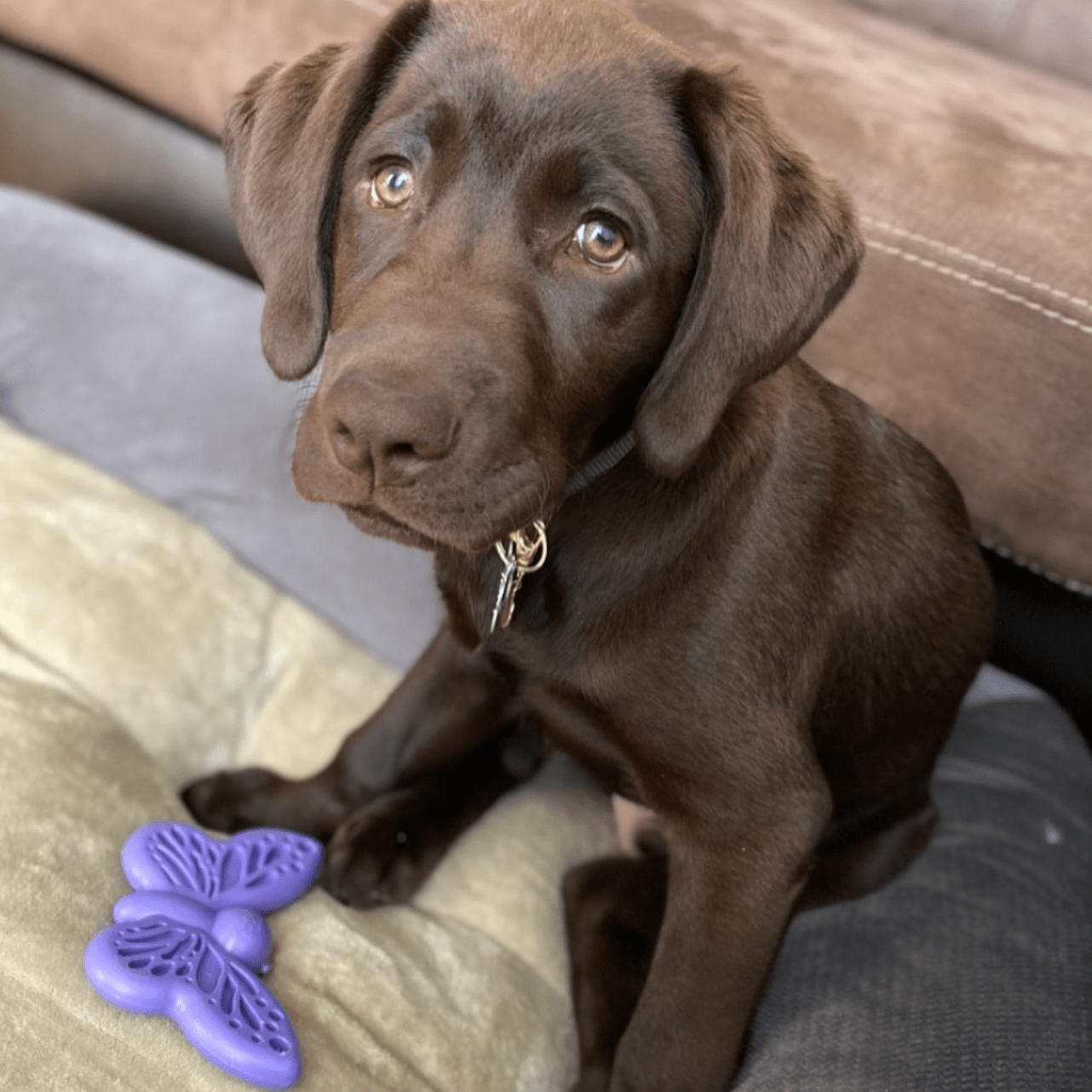 Butterfly Nylon Chew & Enrichment Toy | 2-in-1 for Aggressive Chewers | SodaPup - Doot's Pet LLC Collars For A Cause