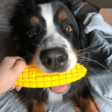 Corn on the Cob Nylon Dog Toy for Aggressive Chewers | USA Made | SodaPup - Doot's Pet LLC Collars For A Cause