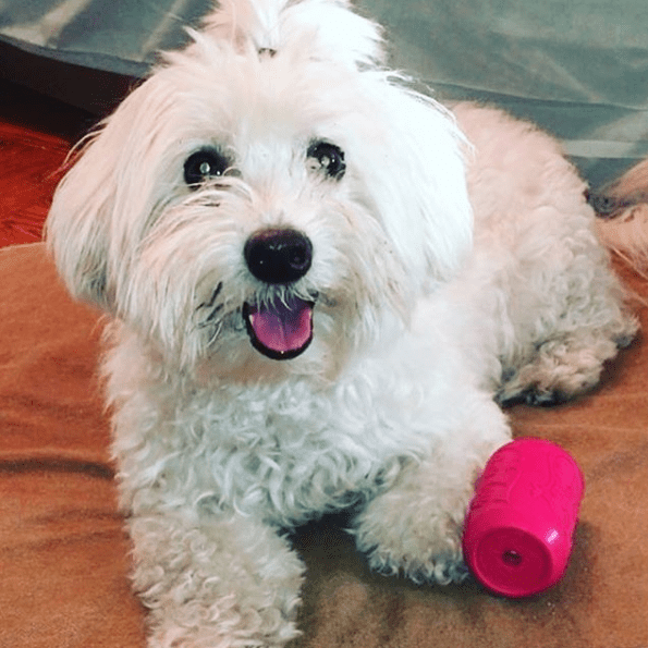 Puppy Can Toy Durable Rubber Chew Toy & Treat Dispenser For Teething Pups - Doot's Pet LLC Collars For A Cause