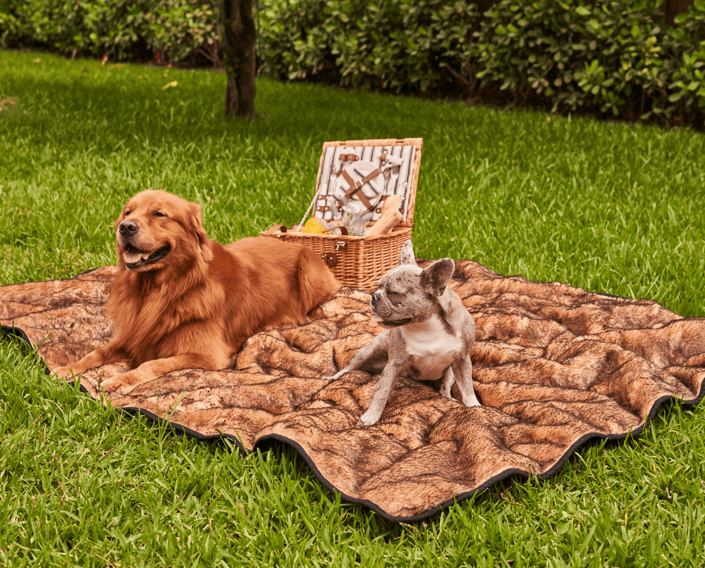 PupProtector™ Short Fur Waterproof Throw Blanket - Sable Tan - Doot's Pet LLC Collars For A Cause